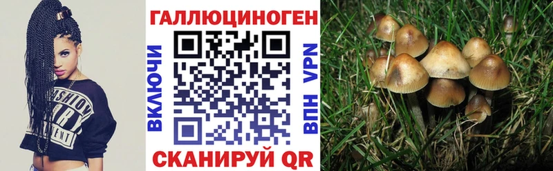 MEGA зеркало  Щёлкино  Псилоцибиновые грибы Cubensis 
